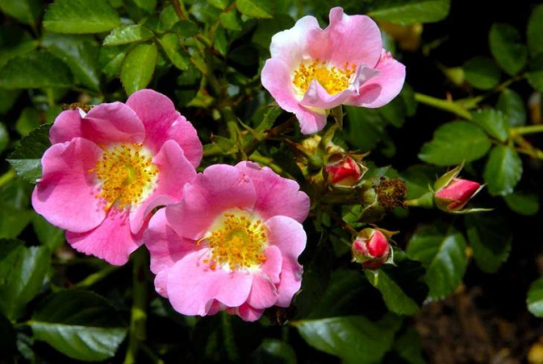 Как называется кустарник с розовыми цветочками